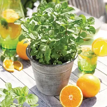 Саджанці М'яти Оранж (Orange)