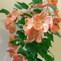 Абутилон кораловий Белла абрикос вкорінений живець в горщику Abutilon Bella