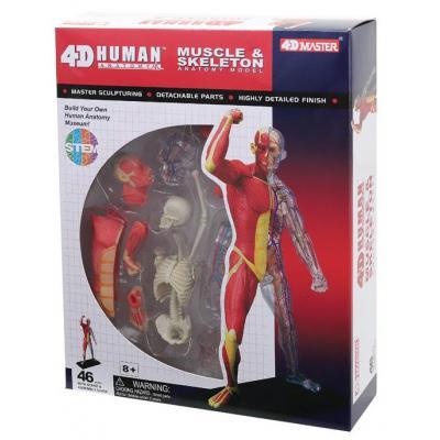 Пазл 4D Master Об'ємна анатомічна модель Мускули та скелет людини (FM-626010)