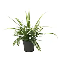 Искусственное горшечное растение, комнатное/наружное/аранжировочное, 9 см FEJKA (805.716.75) IKEA