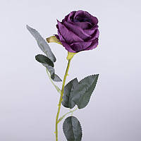 Троянда одинарна фіолетова