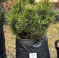 Сосна Горная (Pinus mugo), 4 литров пакет