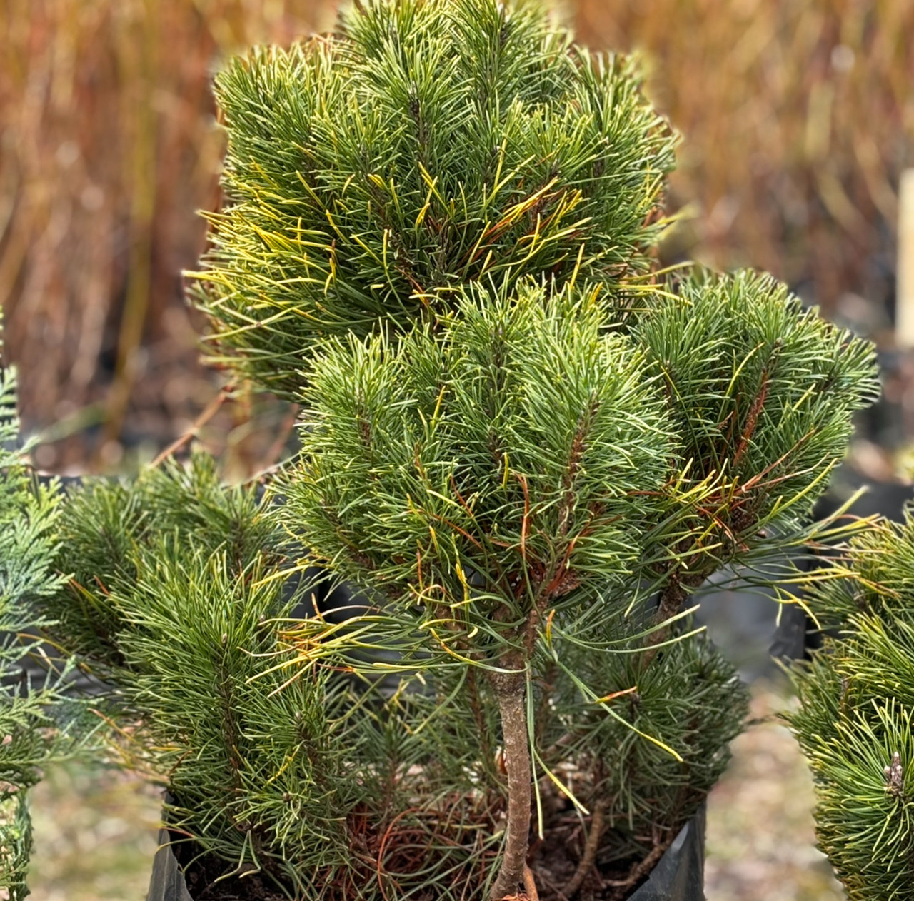 Сосна Гірська (Pinus mugo), 7 літрів пакет