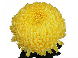 Хризантема Creamist Lemon (Креаміст Лимон) одноголова. великобарвкова, розсада