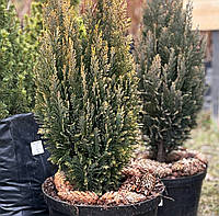 Кипарисовик Лавсона (Chamaecyparis Lawsoniana)