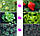 Фітолампа світлодіодна для рослин Plant Grow Light 7819 з таймером, чорна, фото 5