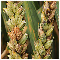 Фузаріозне в'янення культур