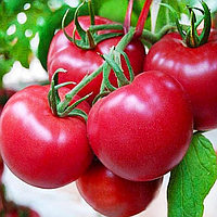 Томат Молдавия Банзай 1 грам