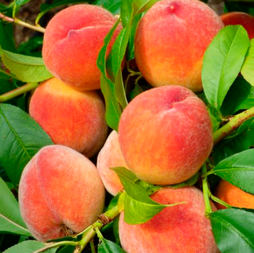 Саджанці Персика Пінк Леді (Pink Lady)- пізній, невибагливий, урожайний