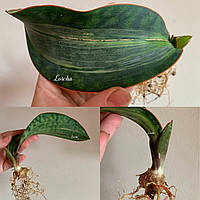 Sansevieria Masoniana var. сансевієрія