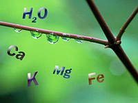 М'яка та жорстка вода. Як визначити де яка?