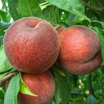 Саджанці Персика Річ Леді (Rich Lady (США) - середнього терміну, високоврожайний, морозостійкий.