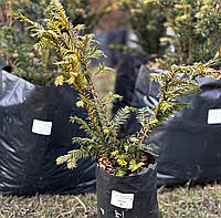 Тис Елегантіссіма (taxus Elegantissima), 2 літри пакет, 35 см висота