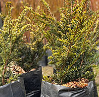 Тис Елегантіссіма (taxus Elegantissima), 2 літри пакет, 35 см висота