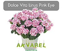 Dolce Vita Linus Pink Eye