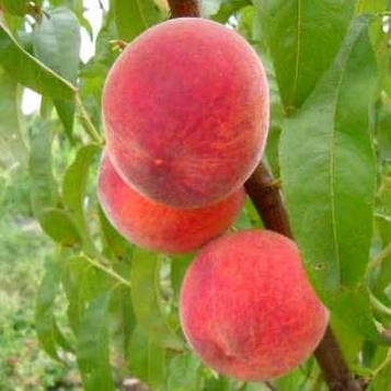 Саджанці Персика Виргил Т4 - середньо-пізній, великоплідний, зимостійкий