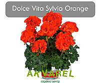 Dolce Vita Sylvia Orange