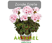 Zonale Estelle