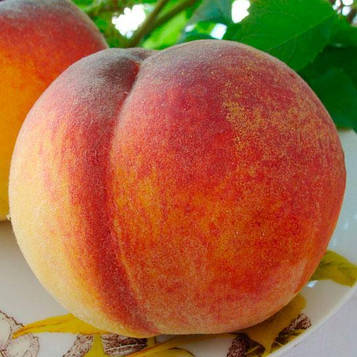 Саджанці Персика Вулкан Т1 - ранній, великоплідний, промисловий