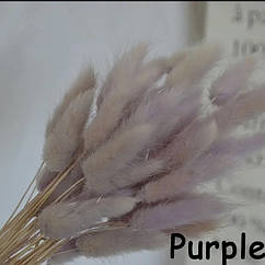 Сухоцвіт лагурус (зайцехвіст) фіолетовий