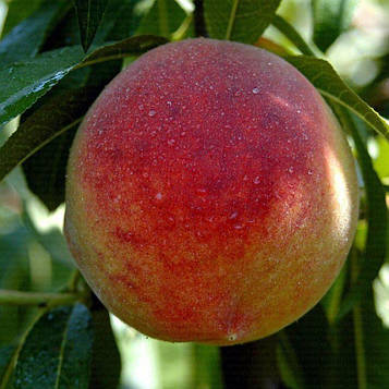 Саджанці Персика Гло Хевен - ранньо-середній, великоплідний, зимостійкий