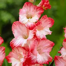 Гладіолус Pink Lady (Пінк Леді) 3 шт/уп, фото 3