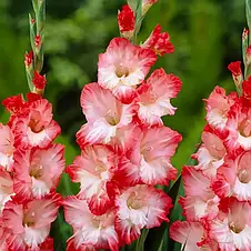 Гладіолус Pink Lady (Пінк Леді) 3 шт/уп, фото 4