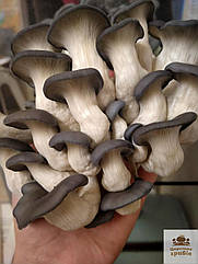 Блок для вирощування Гливи звичайної (Pleurotus ostreatus)