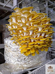 Блок для вирощування Гливи лимонної (Pleurotus citrinopileatus)