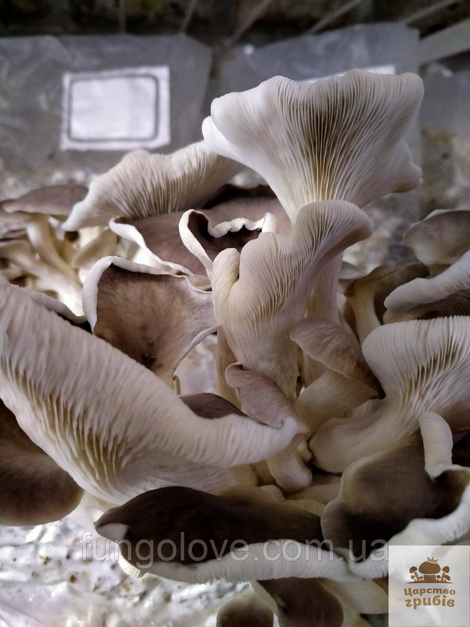 Блок для вирощування Гливи легеневої (Pleurotus pulmonaris)