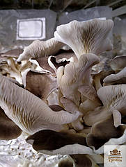 Блок для вирощування Гливи легеневої (Pleurotus pulmonaris)