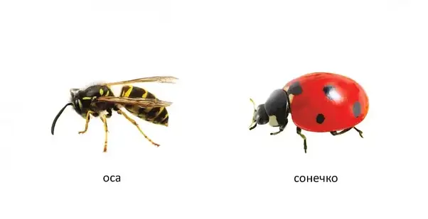 Книжка-картонка для малюків "Комахи" | Талант, фото 3