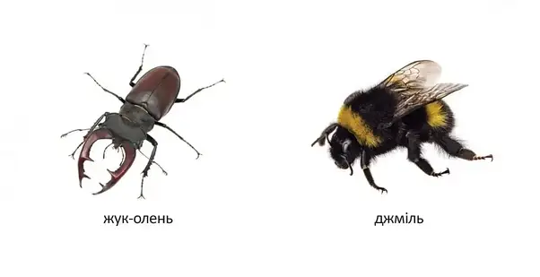 Книжка-картонка для малюків "Комахи" | Талант, фото 4