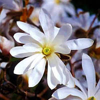 Магнолия Стелата (Magnolia stellata) 50 см