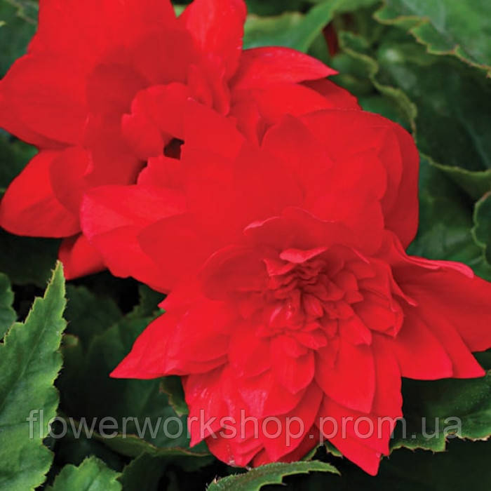 Бегонія ампельна Тuberhybrida Illumination® F1 Scarlet (касетна розсада)