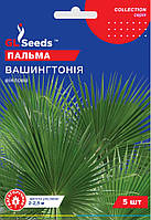 Пальма Вашингтония веерная семена (3 шт) Collection, TM GL Seeds