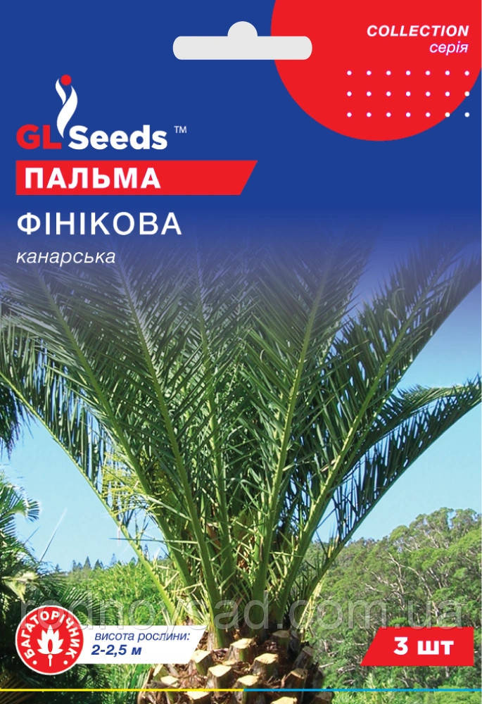 Пальма Канарська фінікова насіння (3 шт) Collection, TM GL Seeds