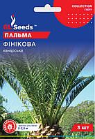 Пальма Канарська фінікова насіння (3 шт) Collection, TM GL Seeds