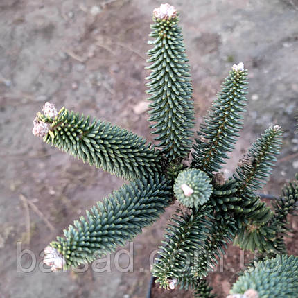 Ялиця іспанська Фастігіата / h 50-60 / Abies pinsapo Fastigiata, фото 4