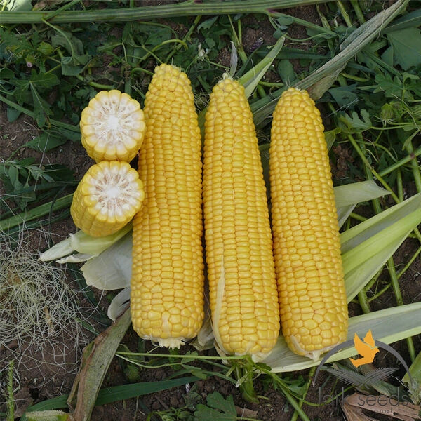 Кукурудза Добриня F1 Lark seeds 20 шт.