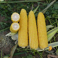 Кукурудза Добриня F1 Lark seeds 20 шт.