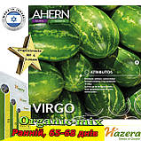 Кавун Вірго F1 / Virgo F1, ТМ Hazera 1000 насінин, фото 2