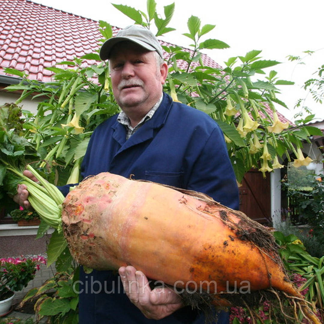 Буряк кормовий Мамонт Помаранчевий Франція 1 кг, фото 1
