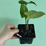 Сингоніум Сільвер Перл кімнатна рослина Syngonium Silver Pearl, фото 2