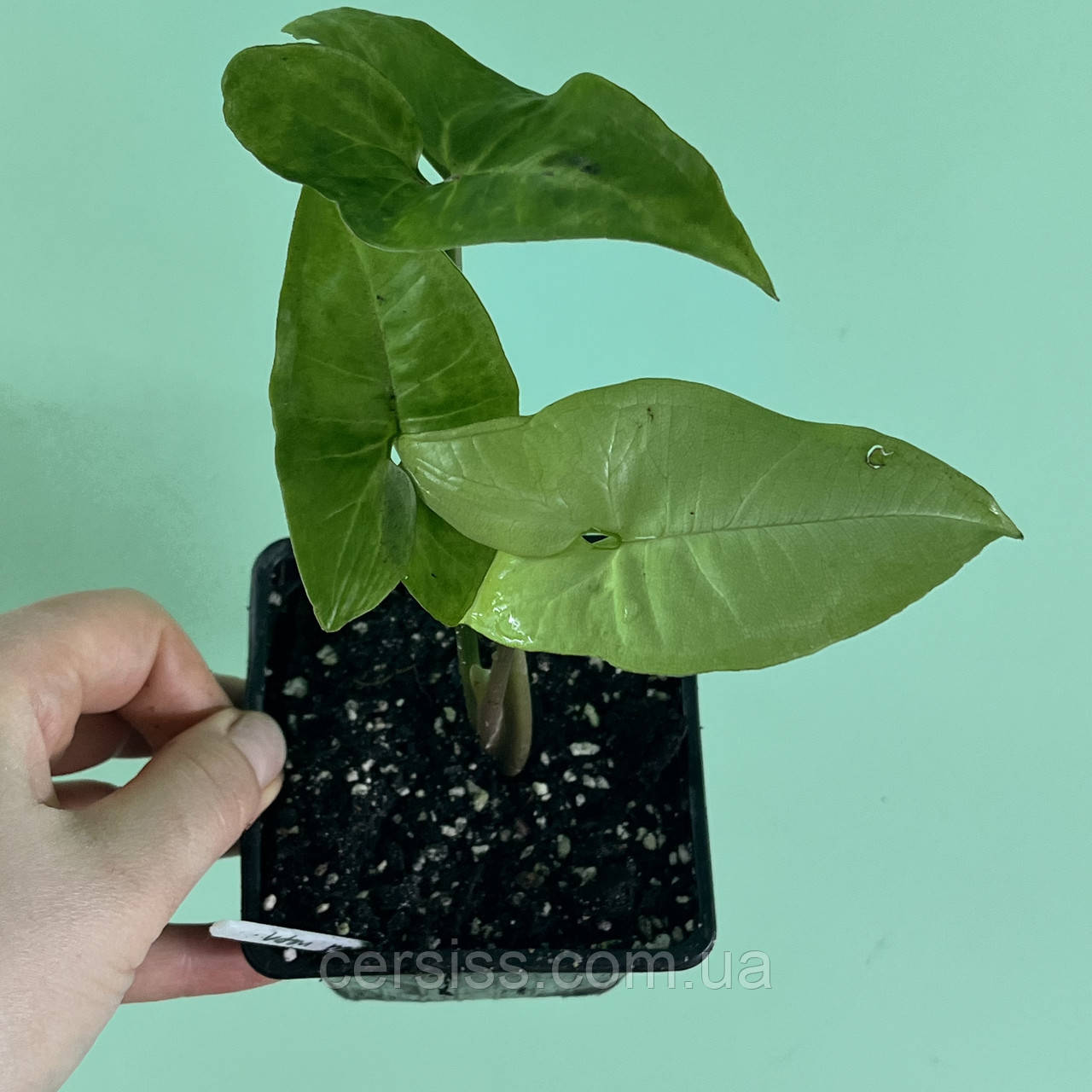 Сингоніум Сільвер Перл кімнатна рослина Syngonium Silver Pearl, фото 1