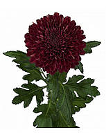 Хризантема Parker (Паркер)  однолова, великобарвна саджен