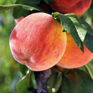 Саджанці Персика Кардинал - середній, урожайний, зимостійкий