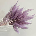 Сухоцвіт лагурус (зайцехвіст) фіолетовий, фото 4