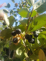 Рябина (Арония) черноплодная Aronia melanocarpa h 60-80 с 7,5 l