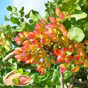 Саджанці фісташки Фандогі 2-х річна - невибаглива, морозостійка, крупноплідна